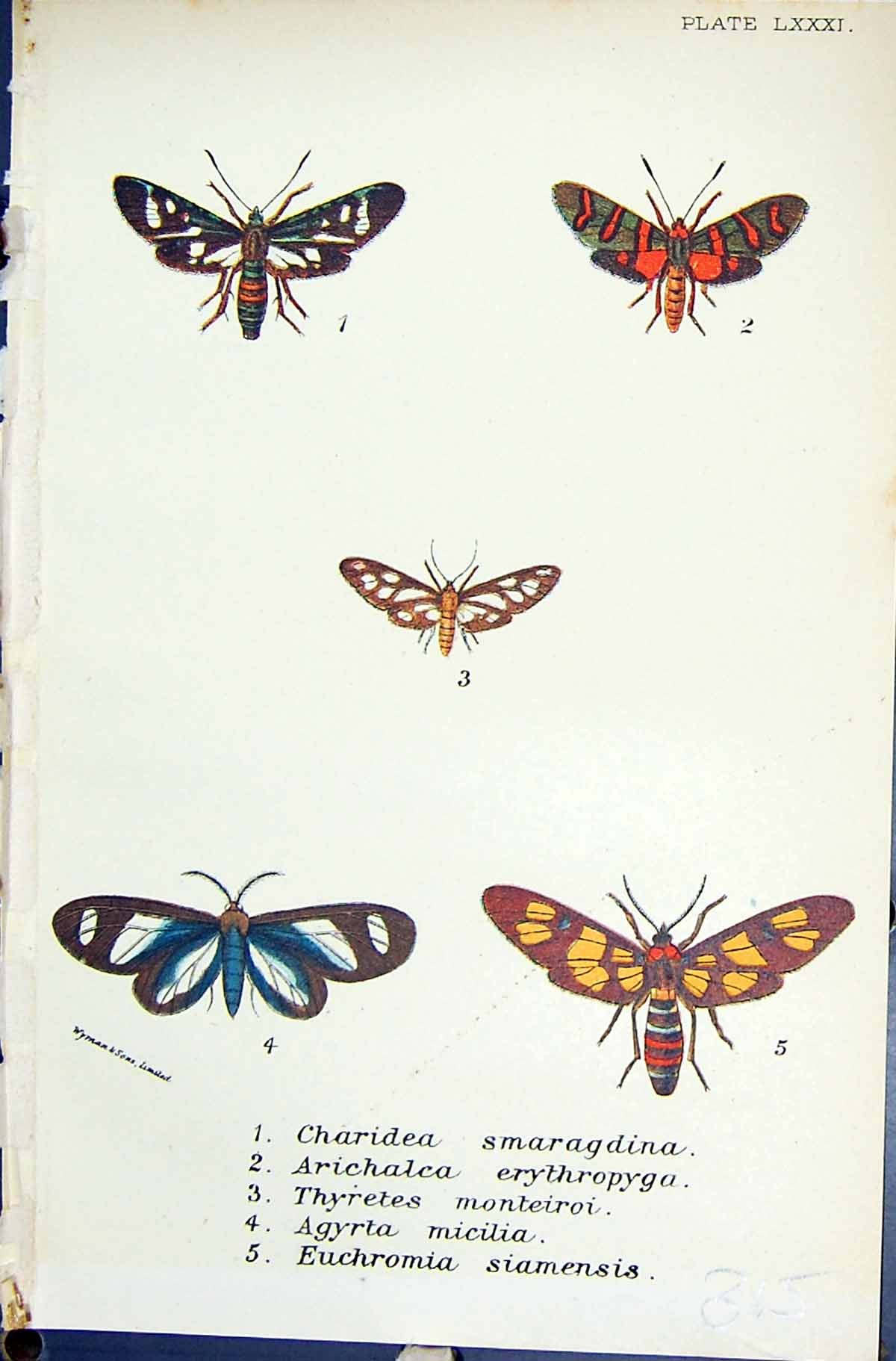 Old Charidea Arichalca Thyretes Agyrta Euchromia Butterflies 1896 Llo Victorian