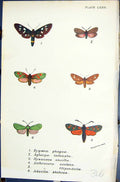 Old Zygoena Phegea Aglaope Dysauxes Anthrocera Adscita Butterflies 18 19th