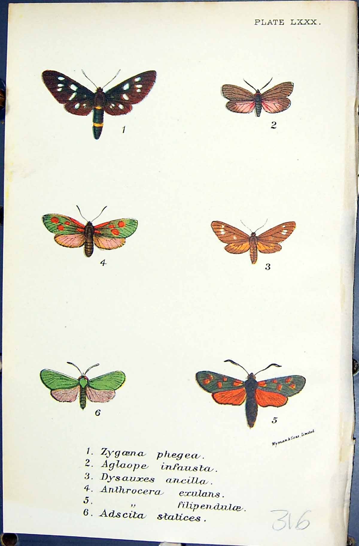 Old Zygoena Phegea Aglaope Dysauxes Anthrocera Adscita Butterflies 18 19th