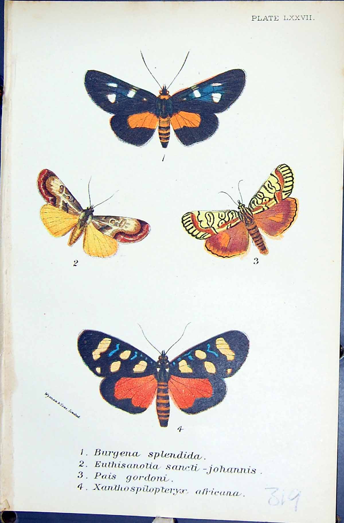 Old Burgena Spendida Euthisanotia Xanthospilopteryx Butterflies 1896 Victorian