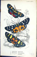 Old Agarista Agricola Apisteme Macularix Lectrix Butterflies 1896 Llo Victorian