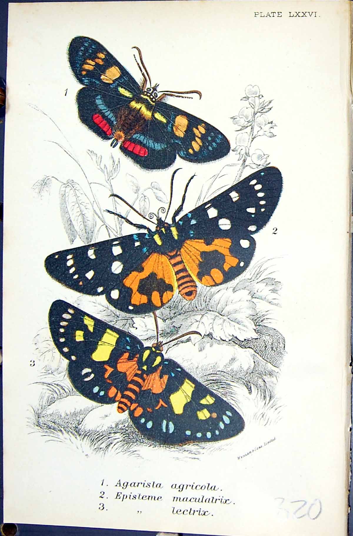 Old Agarista Agricola Apisteme Macularix Lectrix Butterflies 1896 Llo Victorian