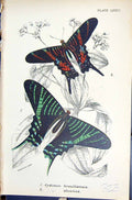 Antique Old Print Cydimon Brasiliensis Sloanus Butterflies 1896 Lloyd Kirby