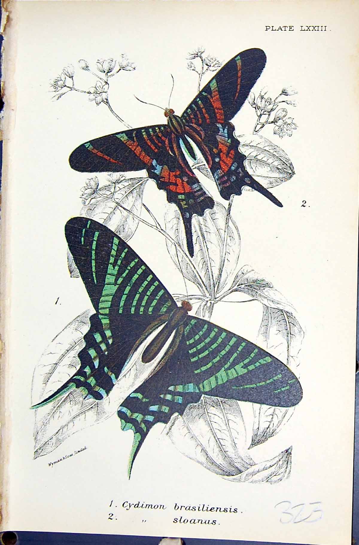 Antique Old Print Cydimon Brasiliensis Sloanus Butterflies 1896 Lloyd Kirby