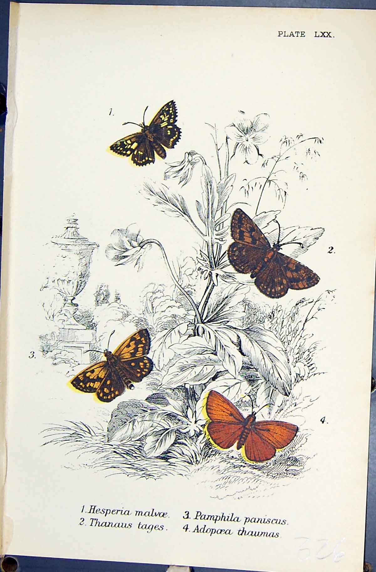 Old Hesperia Thanaus Pamphila Adopoera Thaumas Butterflies 1896 Lloyd Victorian