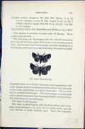 Antique Old Print Small Chocolate-Tip Melalopha Butterflies 1896 Lloyd Kirby
