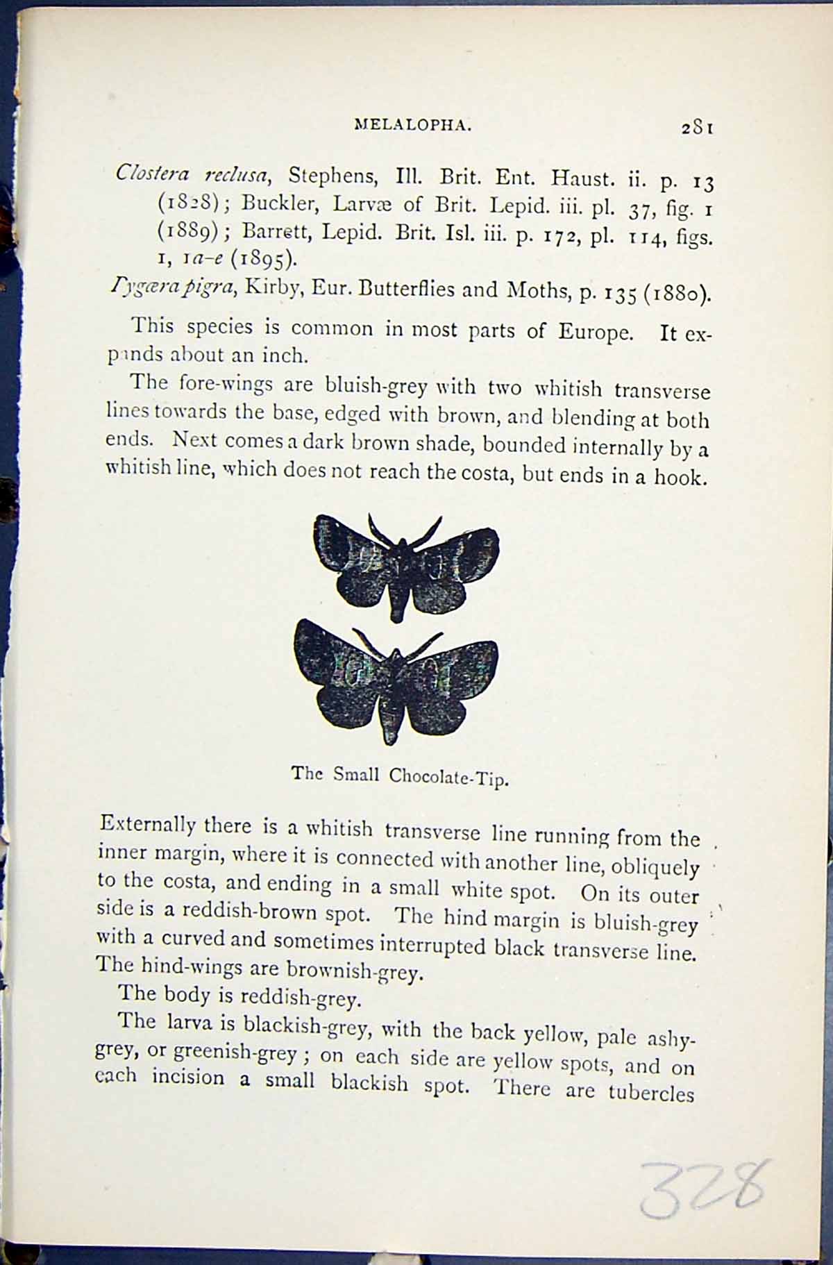 Antique Old Print Small Chocolate-Tip Melalopha Butterflies 1896 Lloyd Kirby