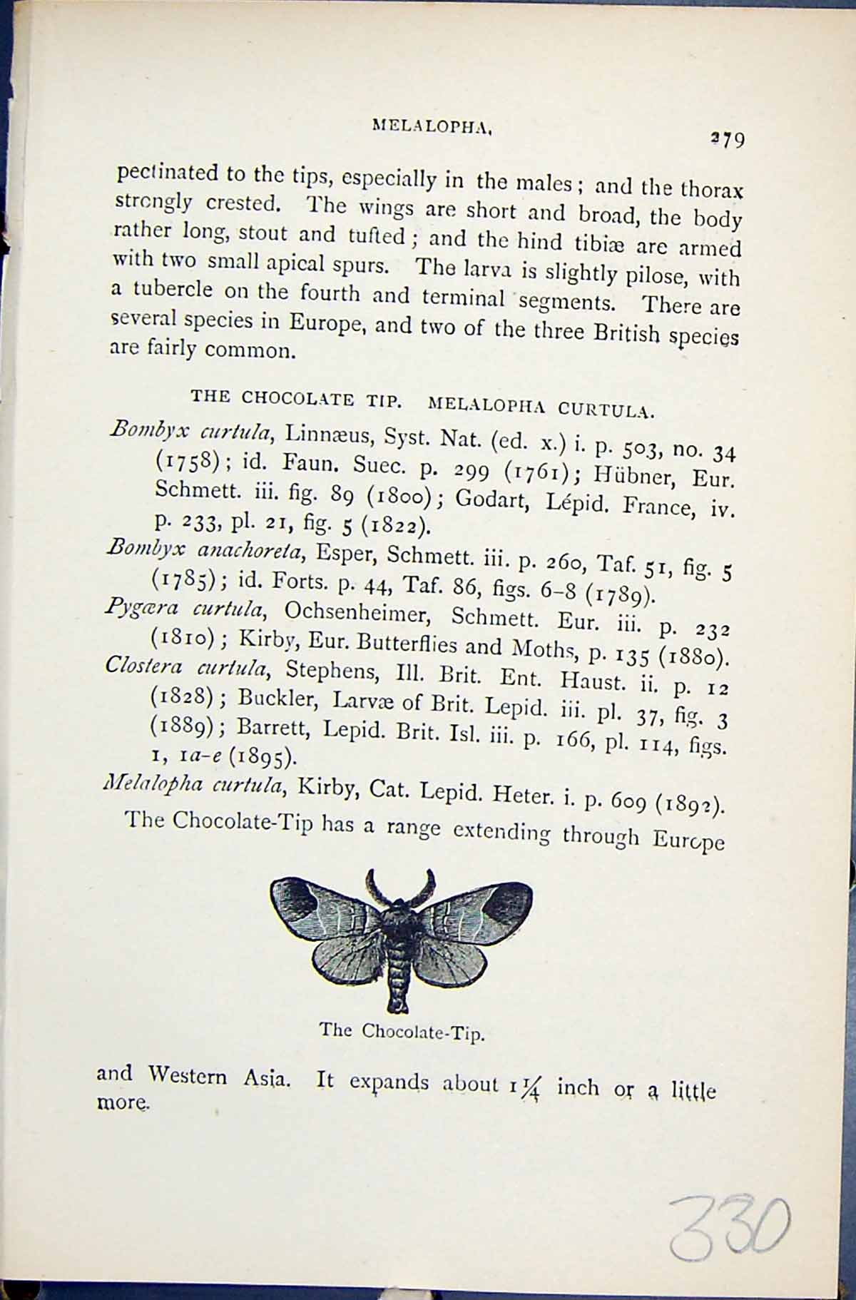 Original Old Antique Print Melalopha Chocolate-Tip Butterflies 1896 Lloyd Kirby