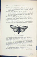 Original Old Antique Print Butterflies 1896 Lloyd Kirby Swallow Prominent Wings