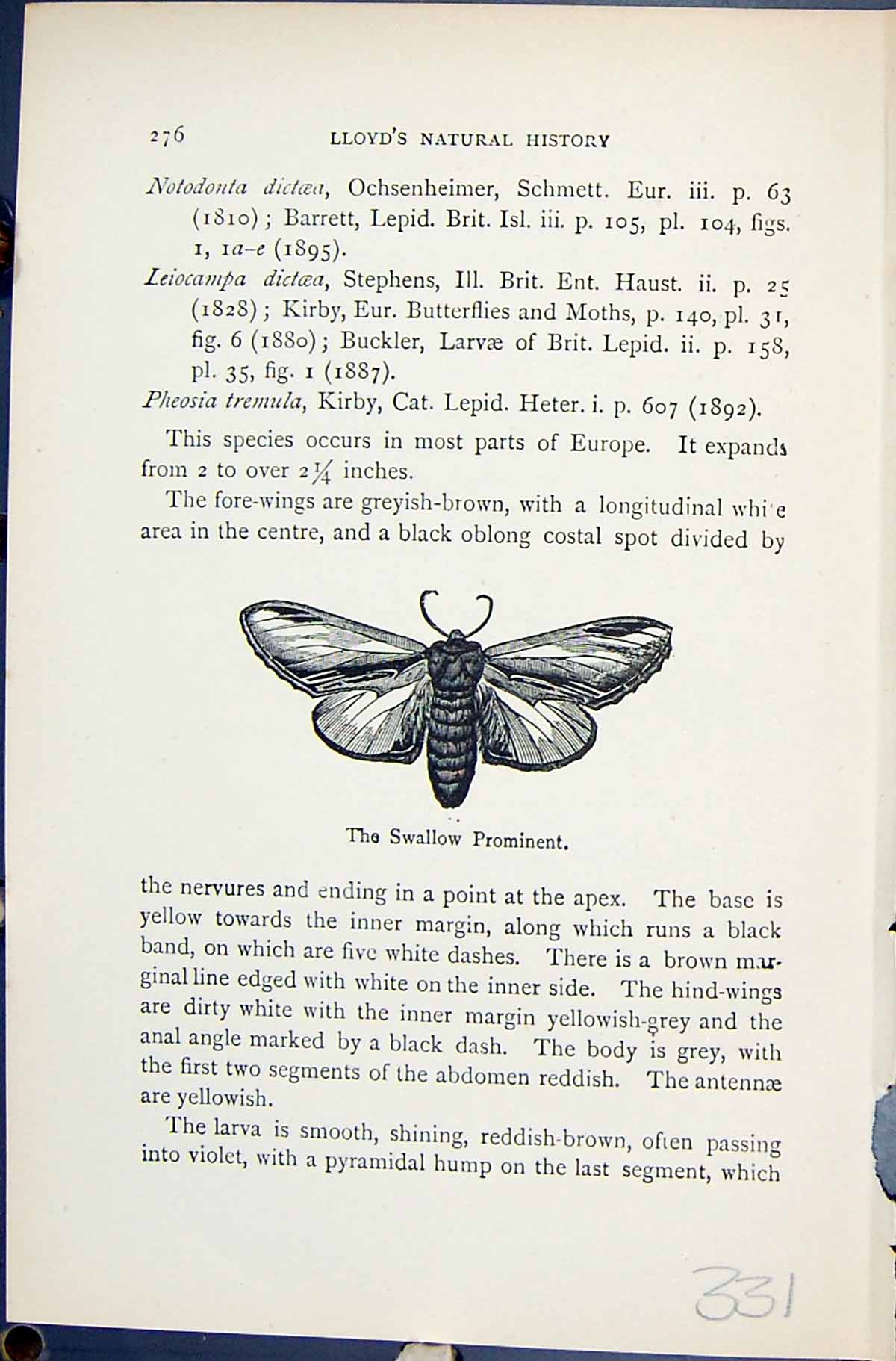 Original Old Antique Print Butterflies 1896 Lloyd Kirby Swallow Prominent Wings