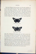 Old Print Butterflies 1896 Lloyd Kirby Erynnis Pearl Skipper Male Female 19th