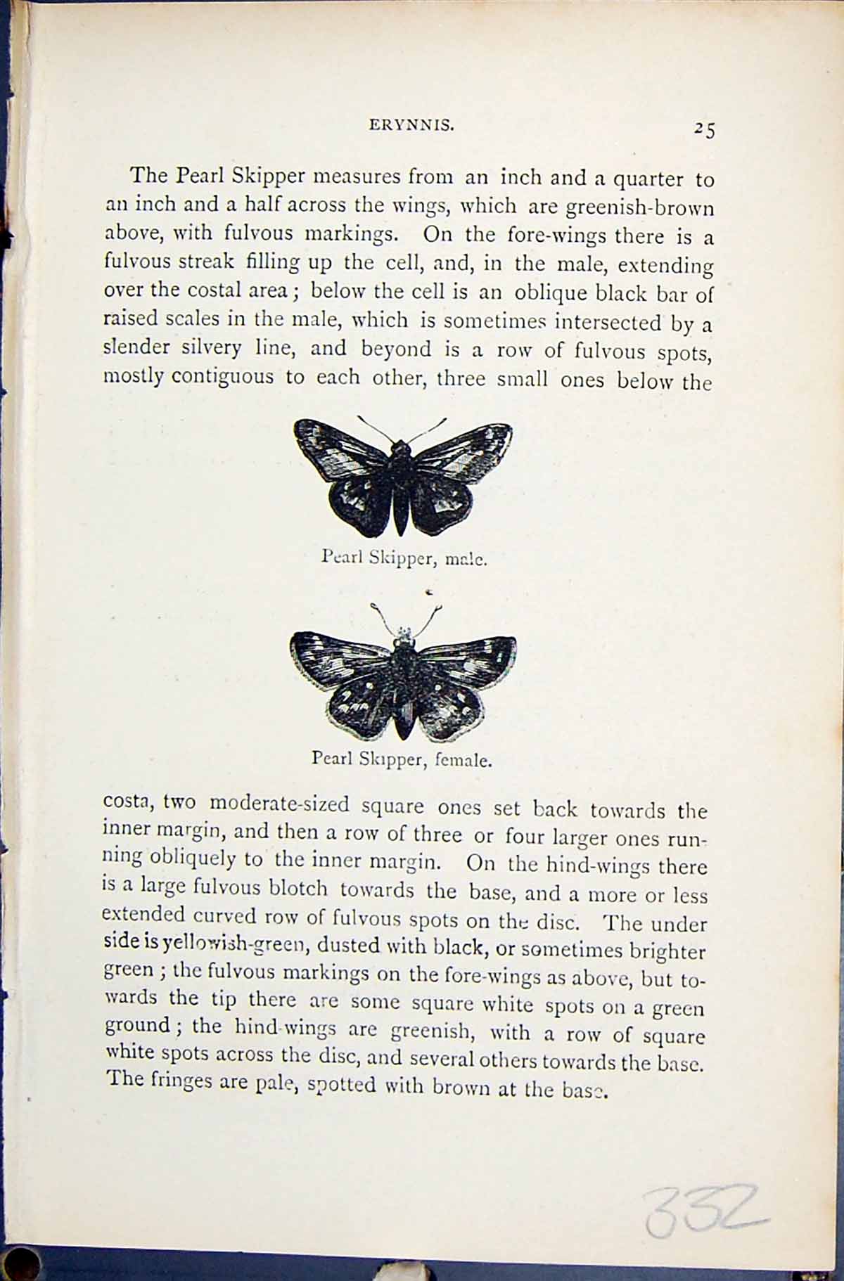 Old Print Butterflies 1896 Lloyd Kirby Erynnis Pearl Skipper Male Female 19th