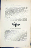 Old Print Irish Burnet Anthrocera Purpuralis Butterflies 1896 Lloyd Kirby 19th