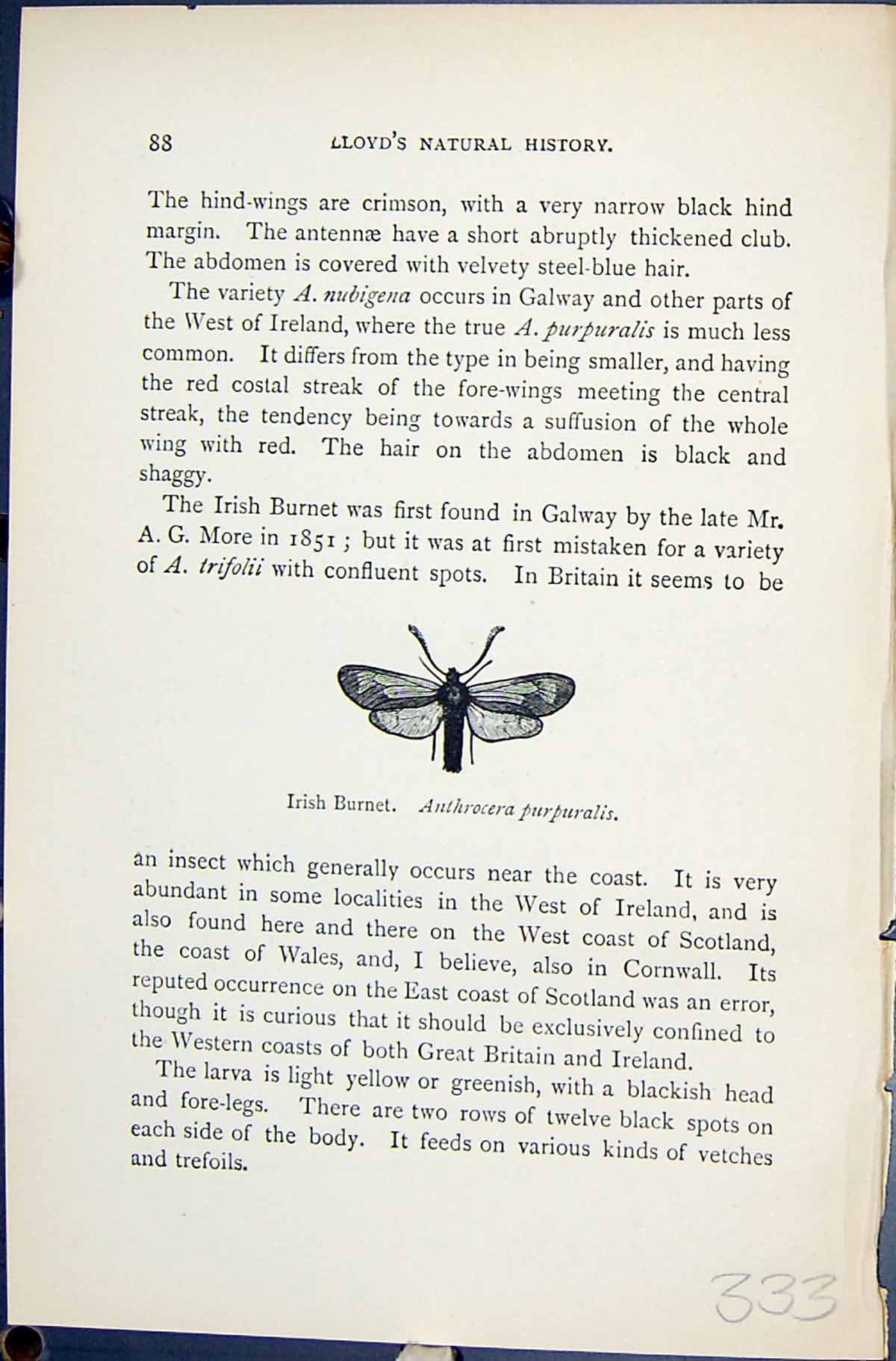 Old Print Irish Burnet Anthrocera Purpuralis Butterflies 1896 Lloyd Kirby 19th