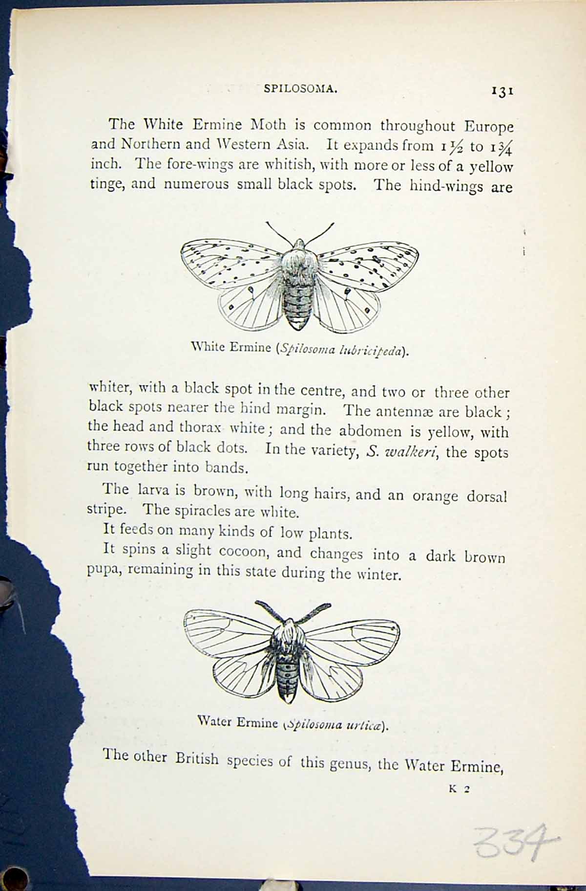 Old Butterflies 1896 Lloyd Kirby White Ermine Water Spilosoma Lubrici Victorian