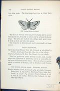 Antique Old Print Buff Ermine Spilarctia Lutea Butterflies 1896 Lloyd Kirby