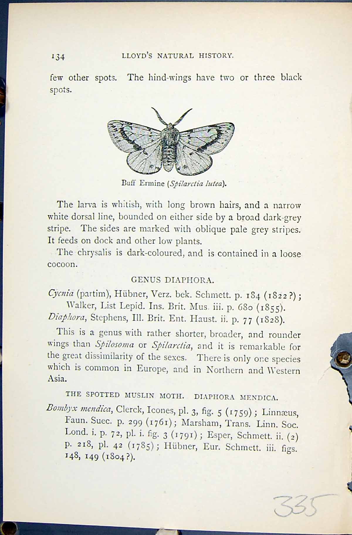 Antique Old Print Buff Ermine Spilarctia Lutea Butterflies 1896 Lloyd Kirby