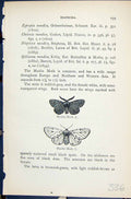 Original Old Antique Print Muslin Moth Diaphora Butterflies 1896 Lloyd Kirby
