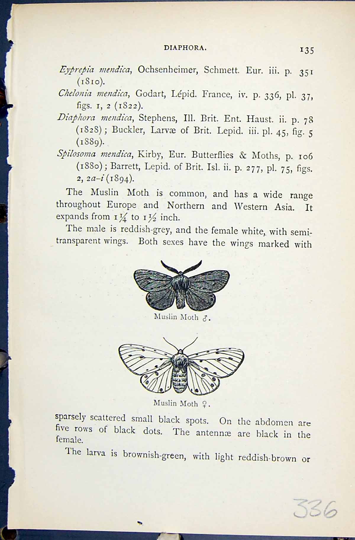 Original Old Antique Print Muslin Moth Diaphora Butterflies 1896 Lloyd Kirby