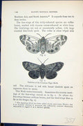 Antique Old Print Varieties Common Tiger Moth Butterflies 1896 Lloyd Kirby 19th