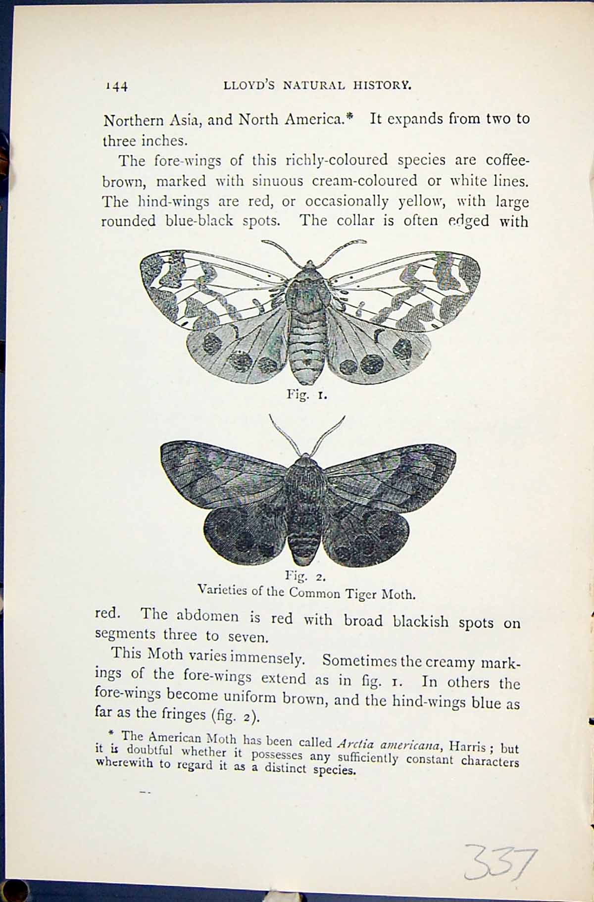 Antique Old Print Varieties Common Tiger Moth Butterflies 1896 Lloyd Kirby 19th
