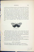 Original Old Antique Print Clouded Buff Parasemia Butterflies 1896 Lloyd Kirby
