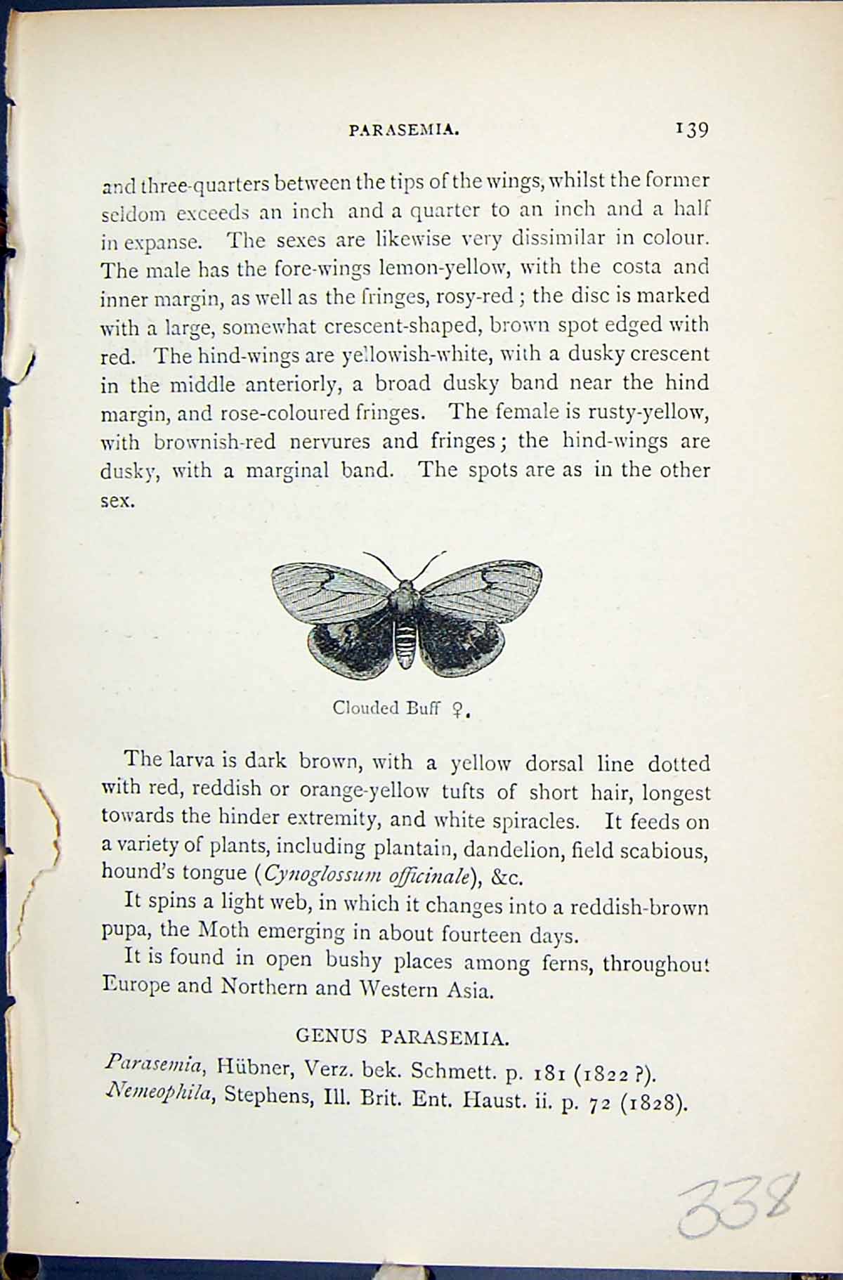 Original Old Antique Print Clouded Buff Parasemia Butterflies 1896 Lloyd Kirby