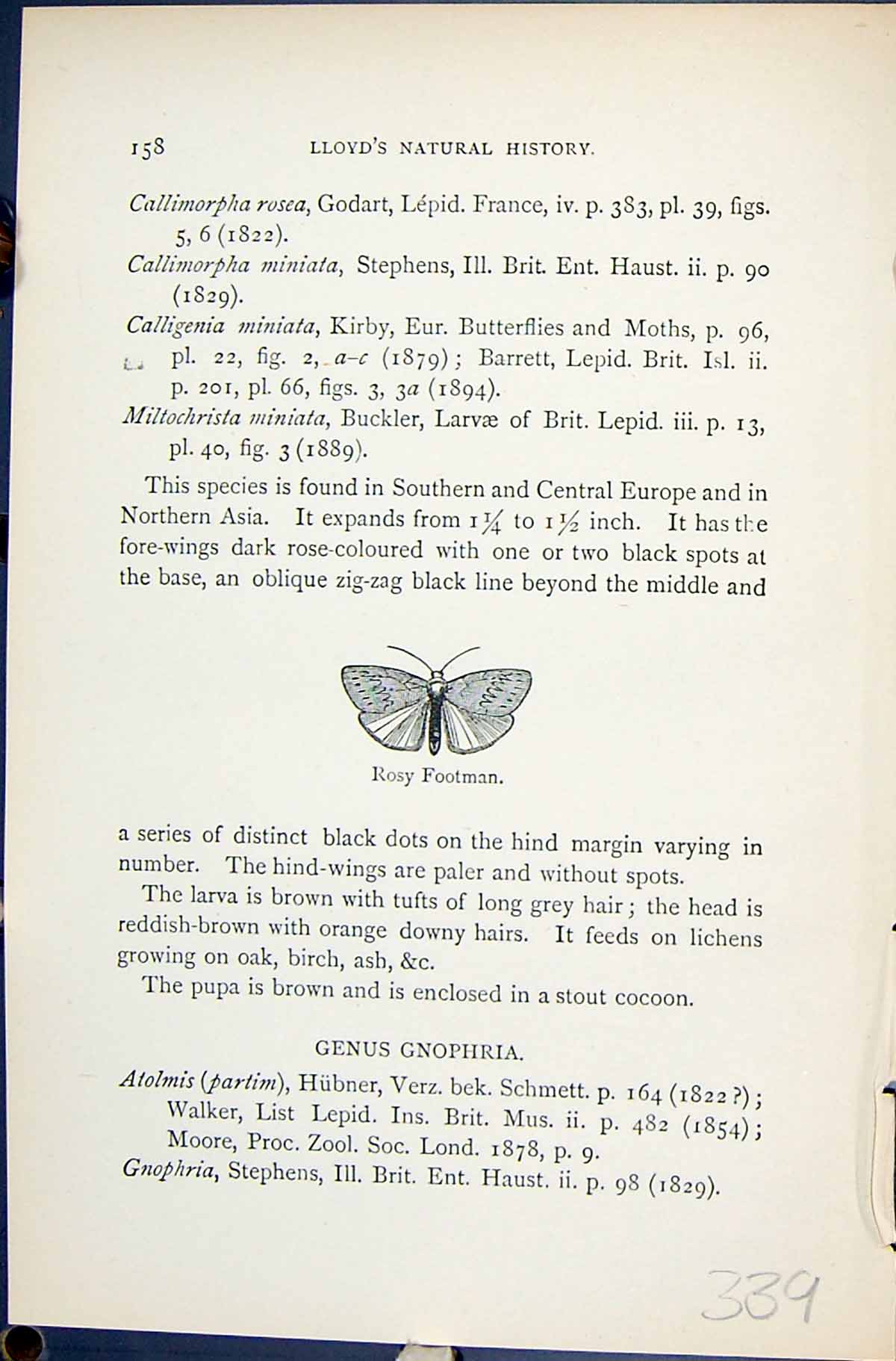 Original Old Antique Print Rosy Footman Butterflies 1896 Lloyd Kirby Victorian