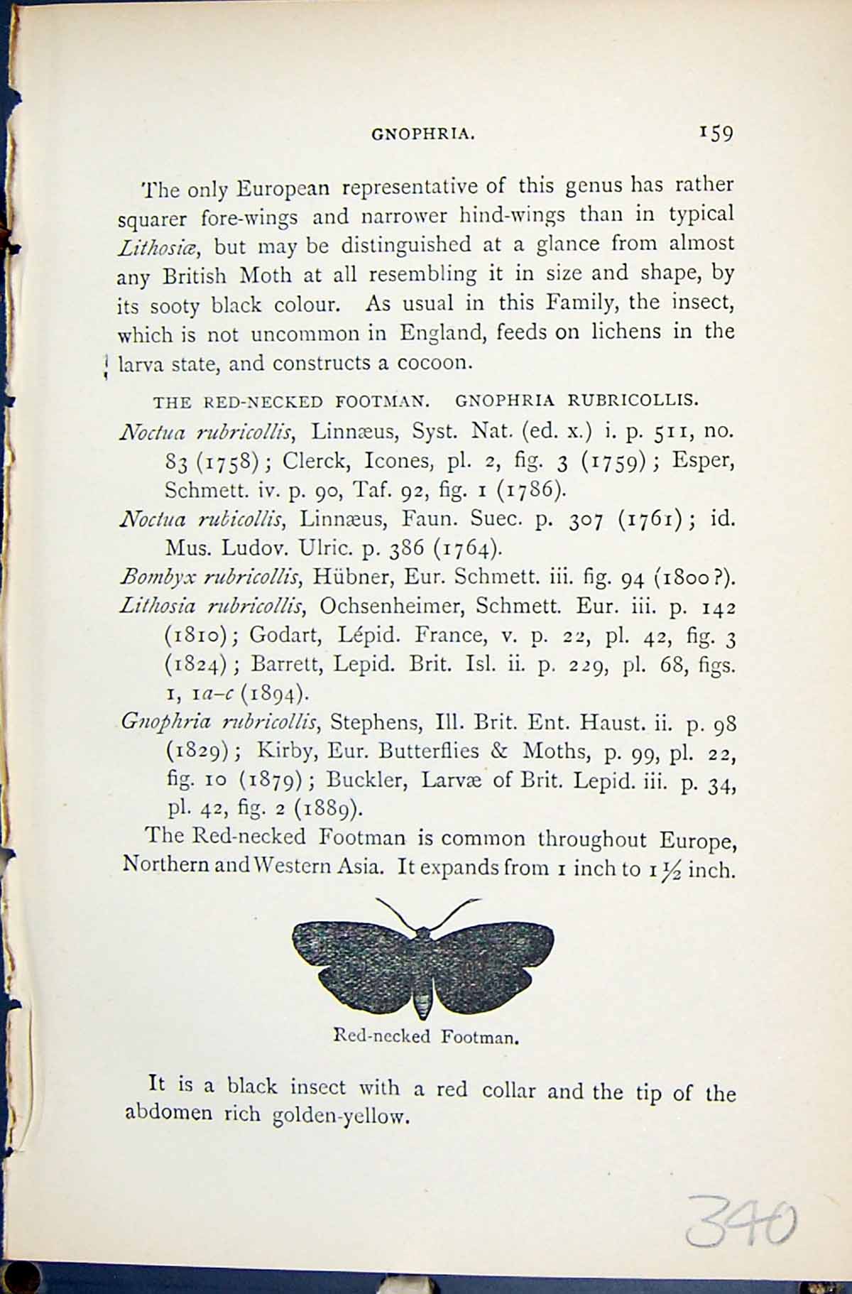 Antique Old Print Butterflies 1896 Lloyd Kirby Red-Necked Footman Gnophria 19th