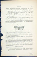 Old Antique Print Common Footman Oeonistis Butterflies 1896 Lloyd Kirby 19th