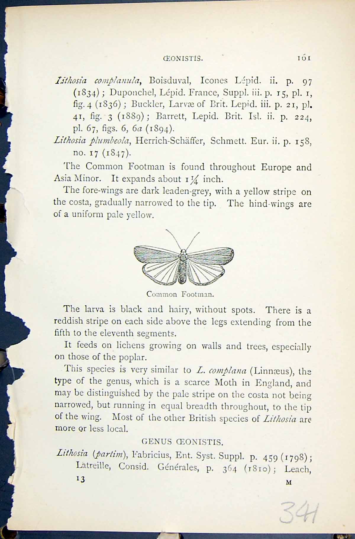 Old Antique Print Common Footman Oeonistis Butterflies 1896 Lloyd Kirby 19th