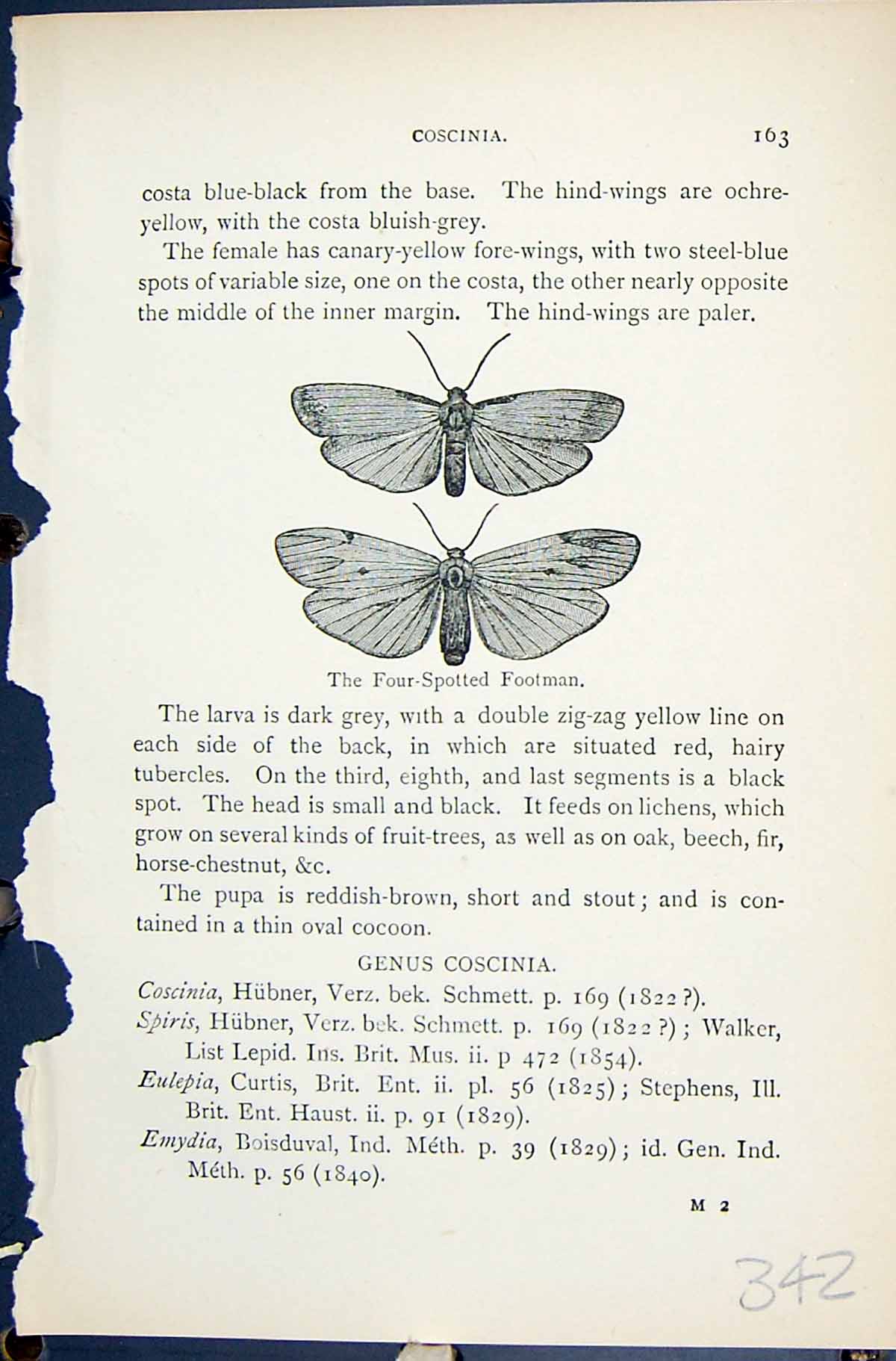 Original Old Antique Print Butterflies 1896 Lloyd Kirby Four-Spotted Footman