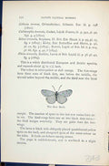 Original Old Antique Print Dew Moth Butterflies 1896 Lloyd Kirby 19th