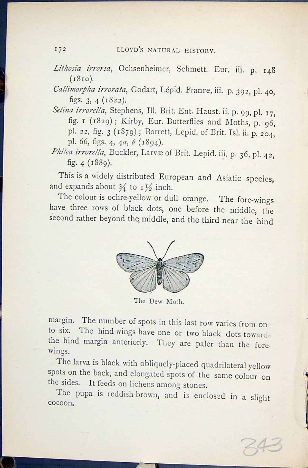 Original Old Antique Print Dew Moth Butterflies 1896 Lloyd Kirby 19th
