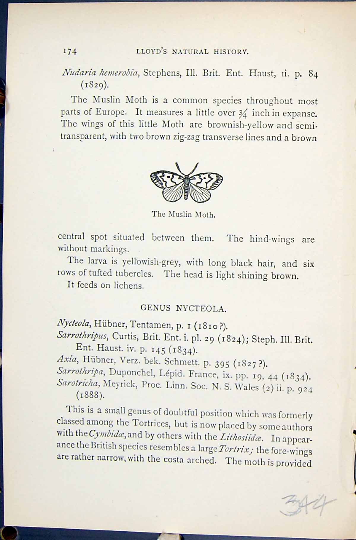 Antique Old Print Muslin Moth Butterflies 1896 Lloyd Kirby Natural History 19th