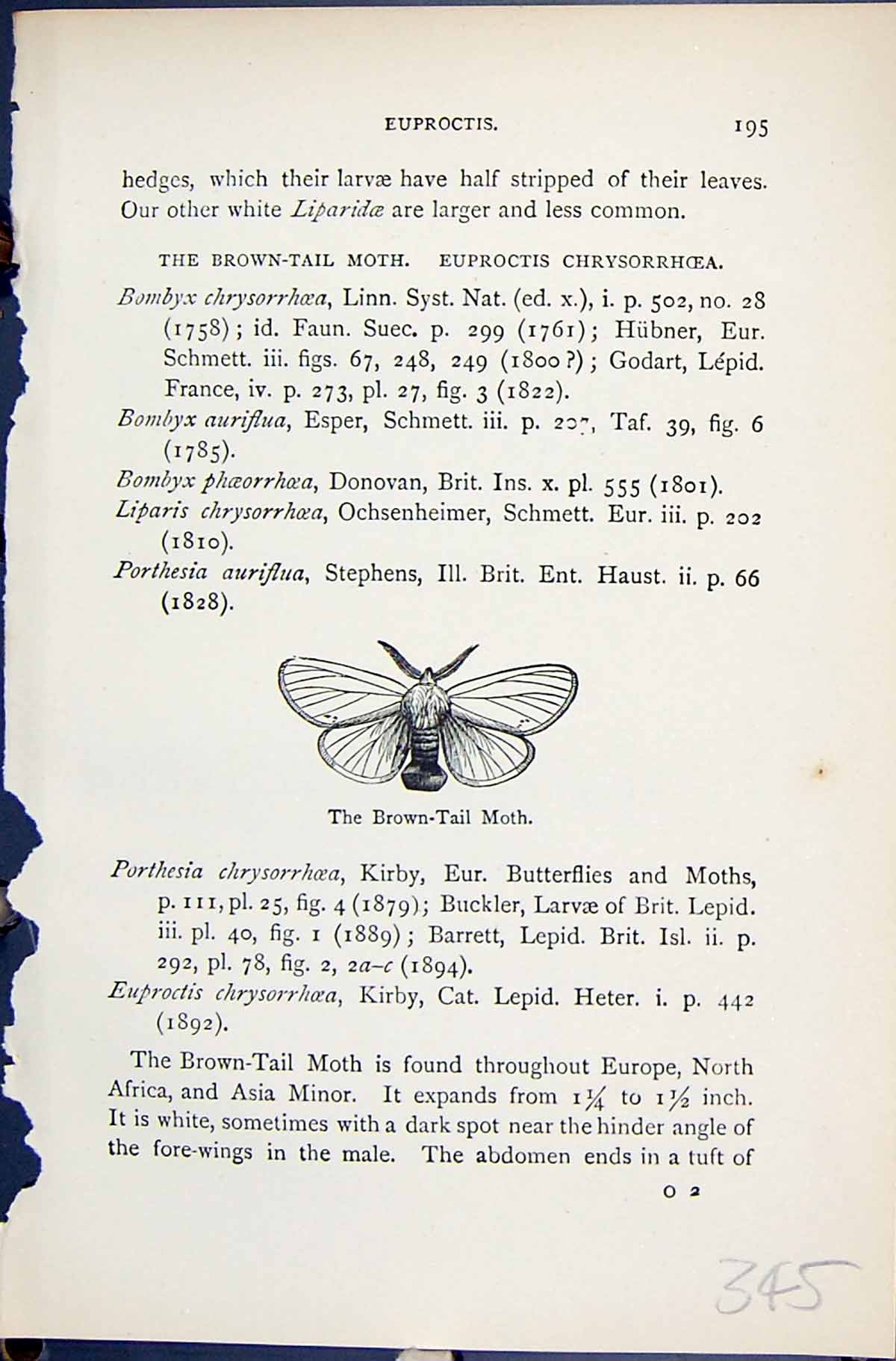 Antique Print Brown-Tail Moth Butterflies 1896 Lloyd Kirby Natural History 19th