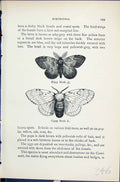 Original Old Antique Print Gipsy Moth Porthetria Butterflies 1896 Lloyd Kirby