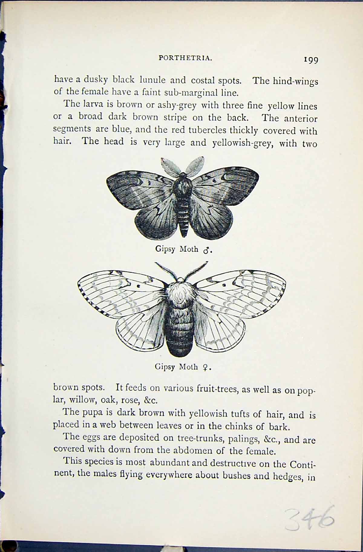 Original Old Antique Print Gipsy Moth Porthetria Butterflies 1896 Lloyd Kirby