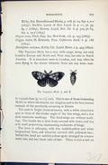 Old Antique Print Vapourer Moth Notolophus Butterflies 1896 Lloyd Kirby 19th