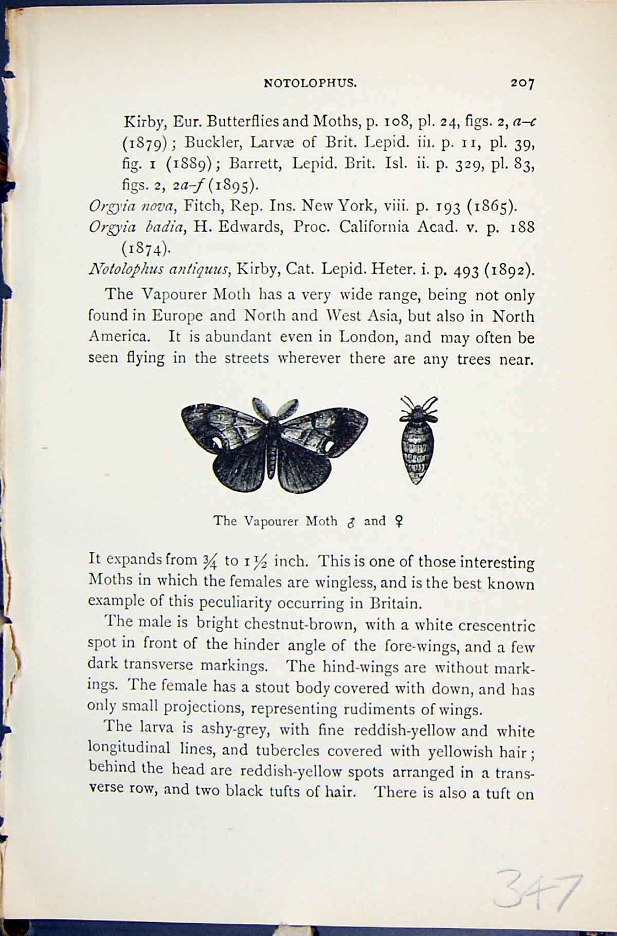 Old Antique Print Vapourer Moth Notolophus Butterflies 1896 Lloyd Kirby 19th