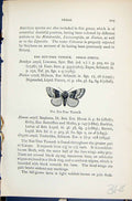 Old Nut-Tree Tussock Demas Butterflies 1896 Lloyd Kirby Natural Histo Victorian