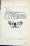 Old Butterflies 1896 Lloyd Kirby Pale Tussock Dasychira Natural Histo Victorian