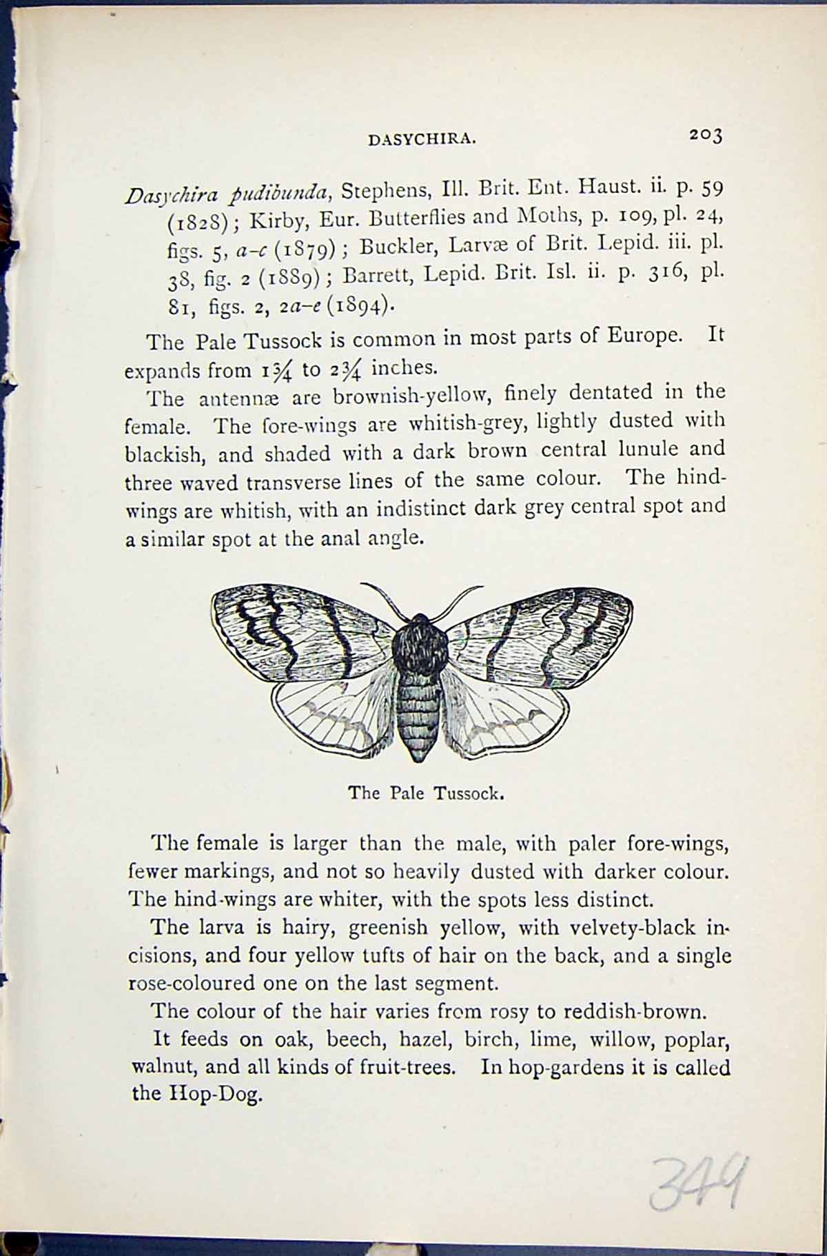 Old Butterflies 1896 Lloyd Kirby Pale Tussock Dasychira Natural Histo Victorian