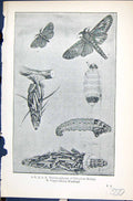 Old Metamorphoses Oiketicus Kirbyi Cryptothelea Butterflies 1896 Lloy Victorian