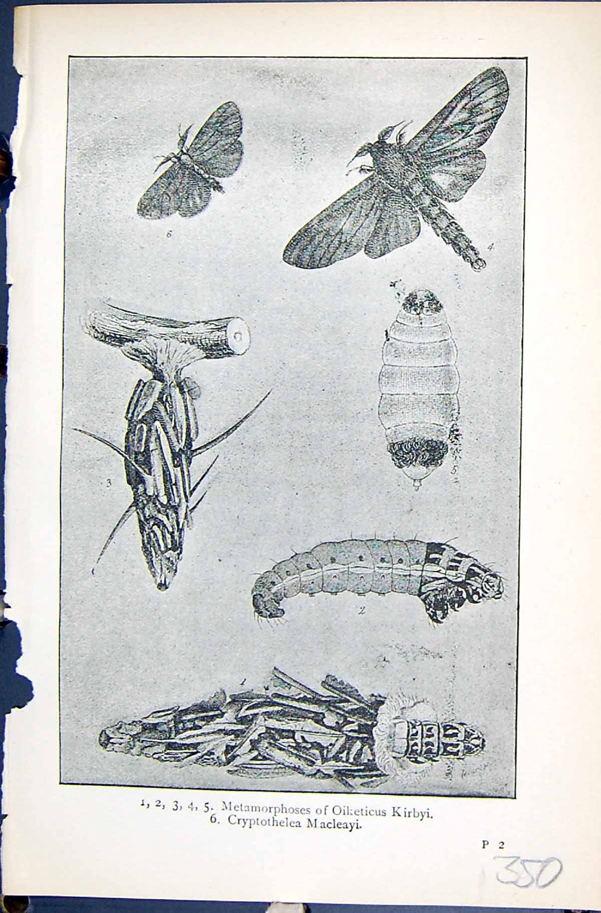 Old Metamorphoses Oiketicus Kirbyi Cryptothelea Butterflies 1896 Lloy Victorian