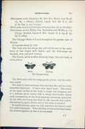 Old Triangle Moth Male Female Heterogenea Butterflies 1896 Lloyd Kirb Victorian