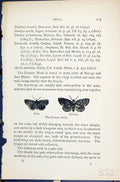 Antique Old Print Festoon Moth Male Female Apoda Butterflies 1896 Lloyd Kirby