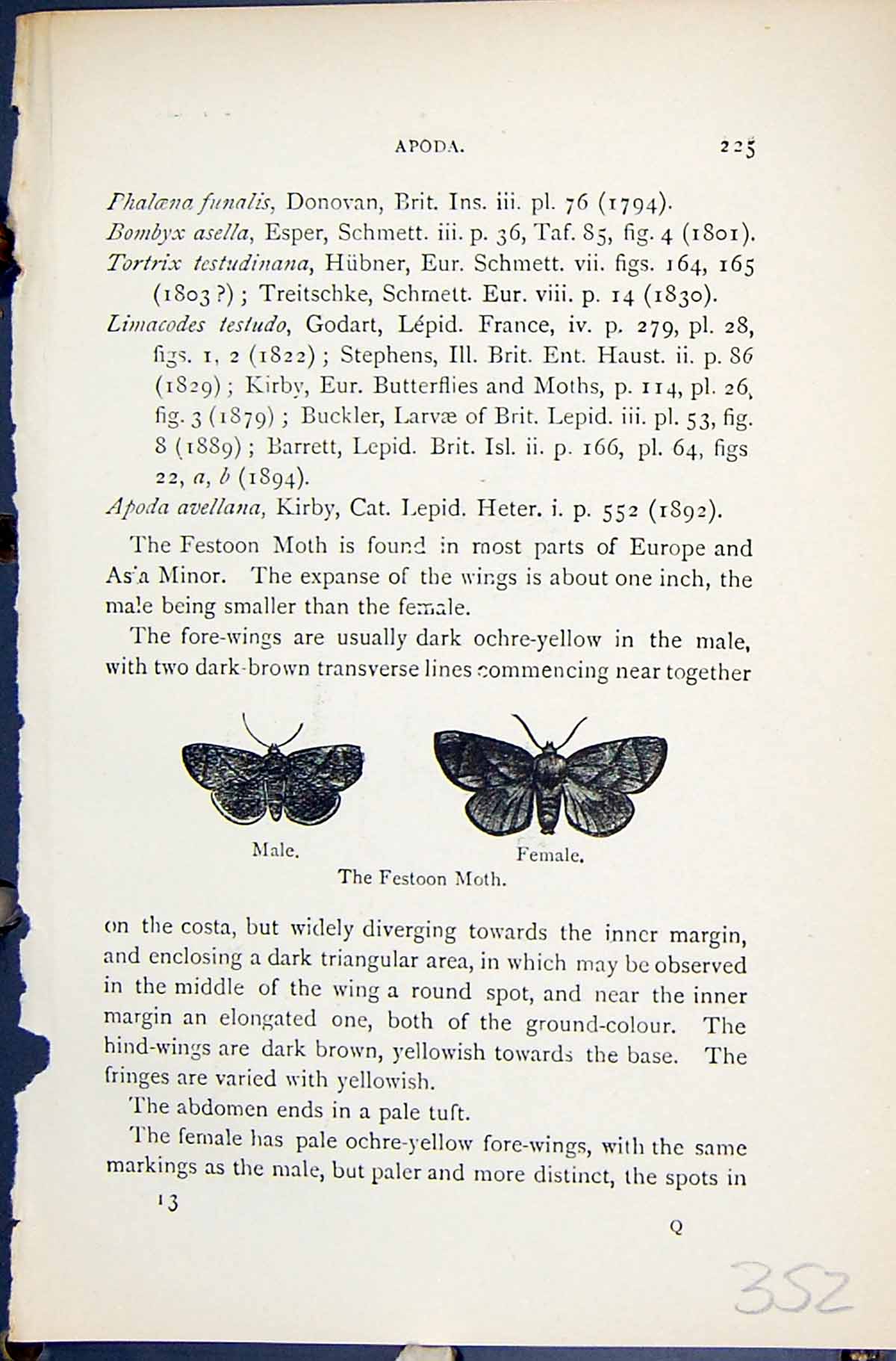 Antique Old Print Festoon Moth Male Female Apoda Butterflies 1896 Lloyd Kirby