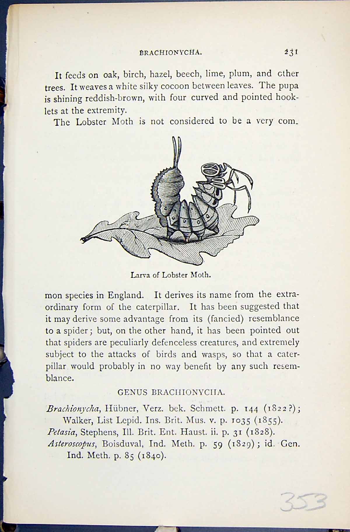 Antique Print Larva Lobster Moth Brachionycha Butterflies 1896 Lloyd Kirby 19th