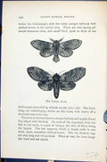 Old Lobster Moth Stauropus Butterflies 1896 Lloyd Kirby Natural Histo Victorian